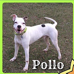 Thumbnail photo of Pollo #4