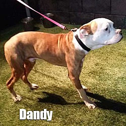 Thumbnail photo of Dandy #2