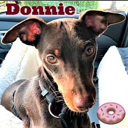 Thumbnail photo of Donnie Donut #1