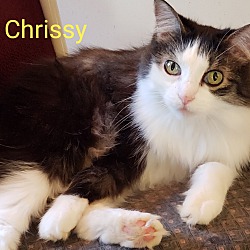 Thumbnail photo of Crissy #2