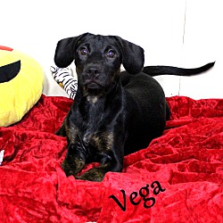 Thumbnail photo of Vega ~ meet me! #2