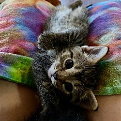 Thumbnail photo of Pepper - Kitten #3