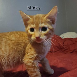 Photo of Blinky