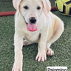 Photo of Palomino