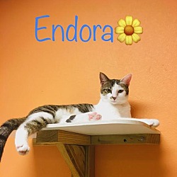 Thumbnail photo of Endora #3