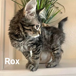 Thumbnail photo of Rox #2