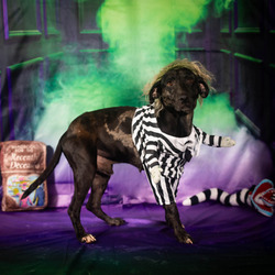 Thumbnail photo of Beetlejuice* #1