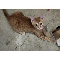 adopt-pet