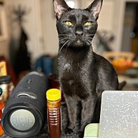 adopt a pet