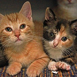 Thumbnail photo of Kittens #1