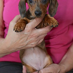 Thumbnail photo of GRETCHEN~adopted! #2