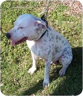 catahoula dalmation mix