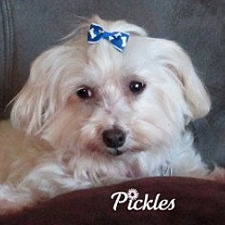 Thumbnail photo of Pickles (DE) #3