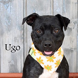 Photo of Ugo