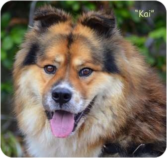 chow chow australian shepherd mix