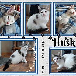 Photo of Husk