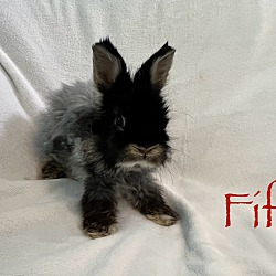Thumbnail photo of Fifi #1