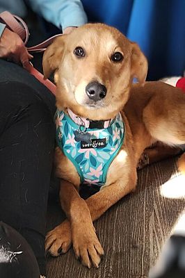 Alexandria, VA - Labrador RetrieveCatahoula Leopard Dog. Meet Bianca
