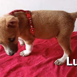 Thumbnail photo of Lula #3