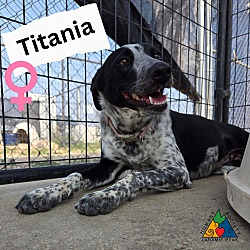 Thumbnail photo of Titania #1