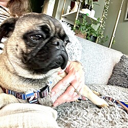 Thumbnail photo of Pugsley Malone #4