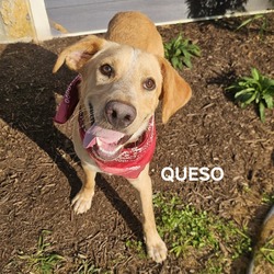 Thumbnail photo of Queso #2