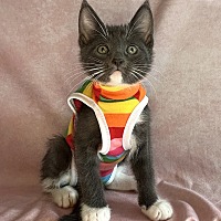 adopt a pet
