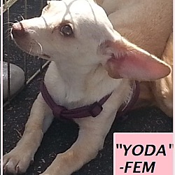 Thumbnail photo of Yoda-Fem #4