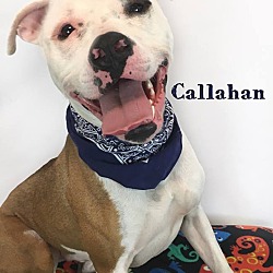 Thumbnail photo of Callahan #1