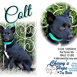Thumbnail photo of Colt #1
