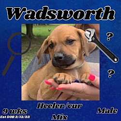 Thumbnail photo of Wadsworth #2