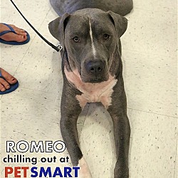 Thumbnail photo of Romeo #3