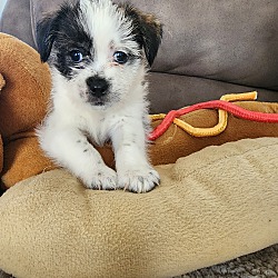 Photo of Bruce