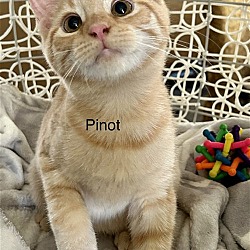Photo of Pinot