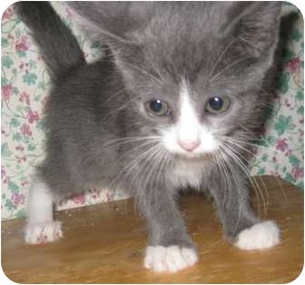 russian blue siberian mix