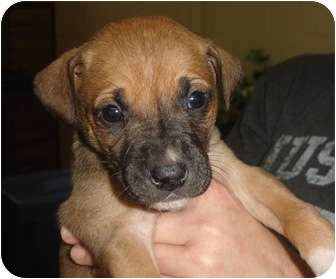 Old Bridge, NJ - Boxer. Meet Finch a Dog for Adoption.