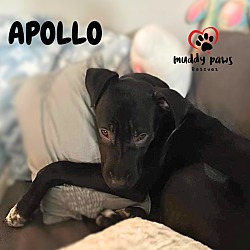 Photo of Apollo (Courtesy Post)