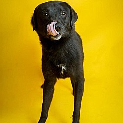 Thumbnail photo of Beau - $75 Adoption Fee!  Diamond Dog! #2