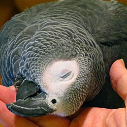 Thumbnail photo of Chevy African Grey Avail 7 25 #1