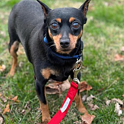 bonded pet photo