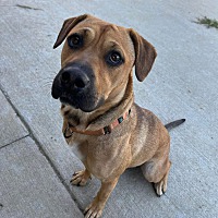 adopt a pet
