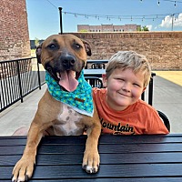 adopt a pet