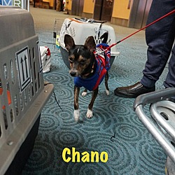 Thumbnail photo of Chano #3