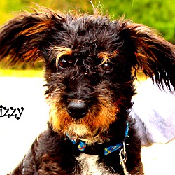 Thumbnail photo of Wizzy~adopted! #1