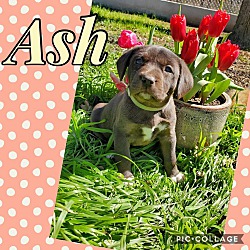 Thumbnail photo of Ash #4