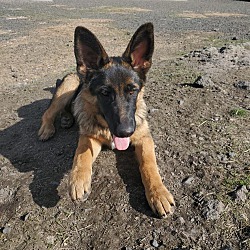 Photo of Wren