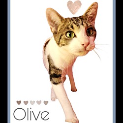 Thumbnail photo of OLIVE #3