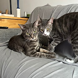 Thumbnail photo of Lemon & Lime (We're in foster care!) #3