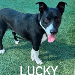 Thumbnail photo of Lucky #3