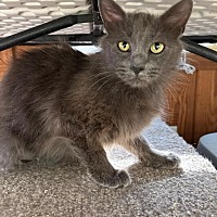 adopt a pet